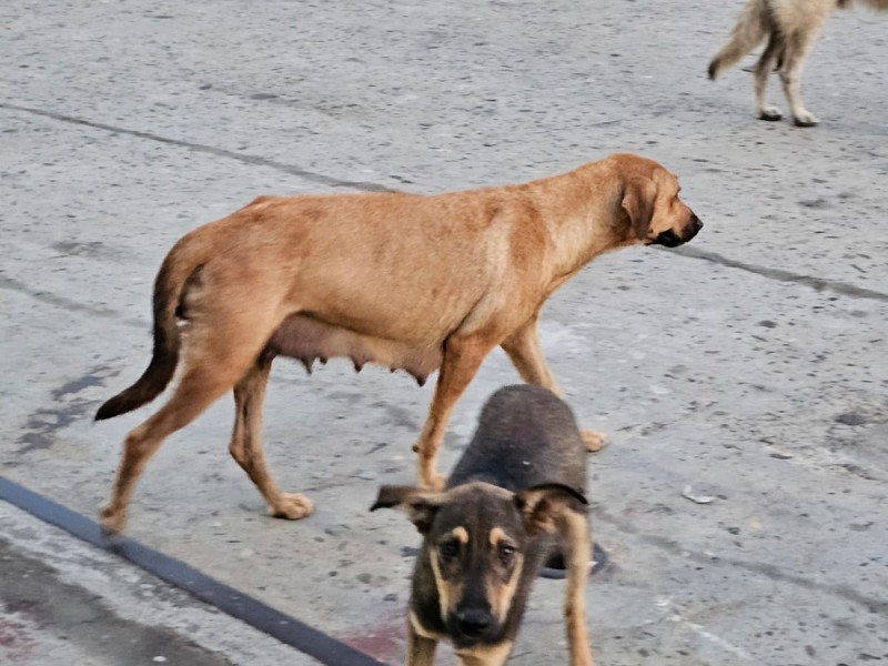 Protectores de animales denuncian maltrato animal en Astillero de Marina