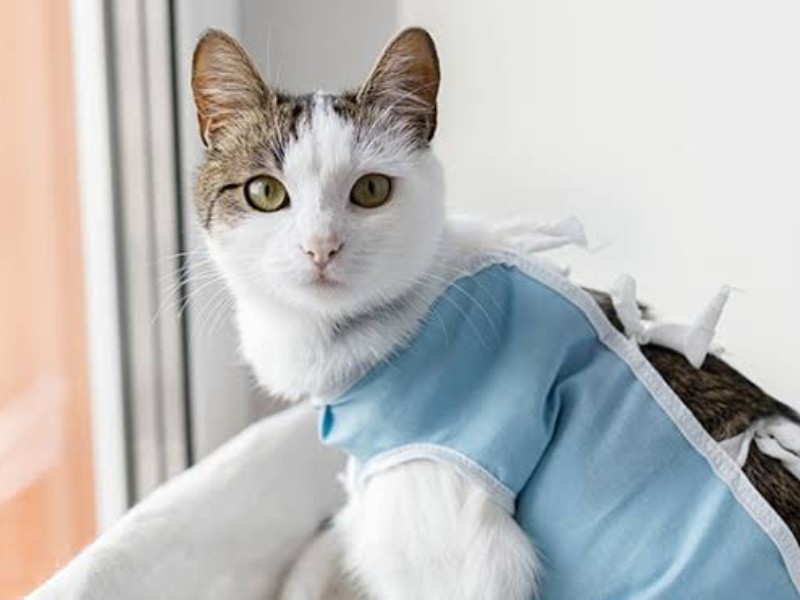 ¡Protege a tu mascota! Invitan a campaña de esterilización a bajo costo