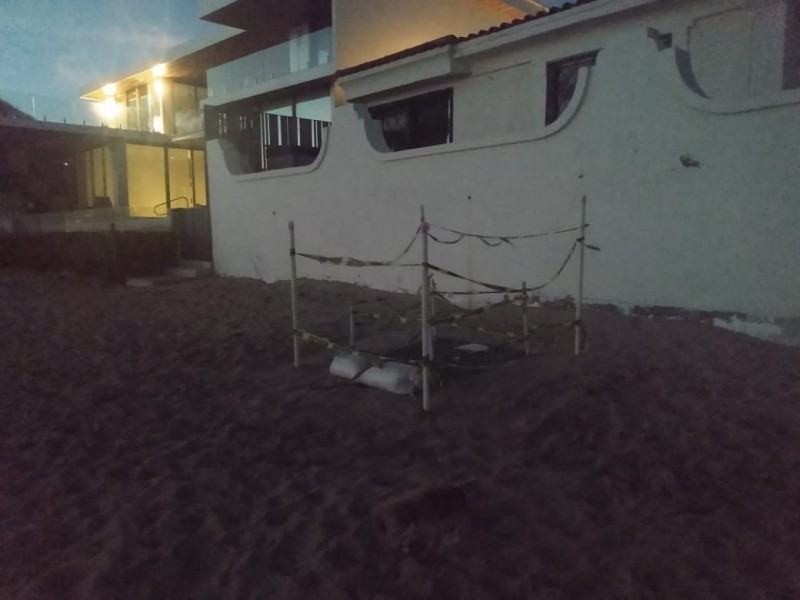 Protegen a cinco nidos de tortugas en playas de Guaymas