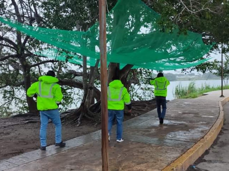 Protegen ejemplares del Santuario de las Iguanas ante bajas temperaturas