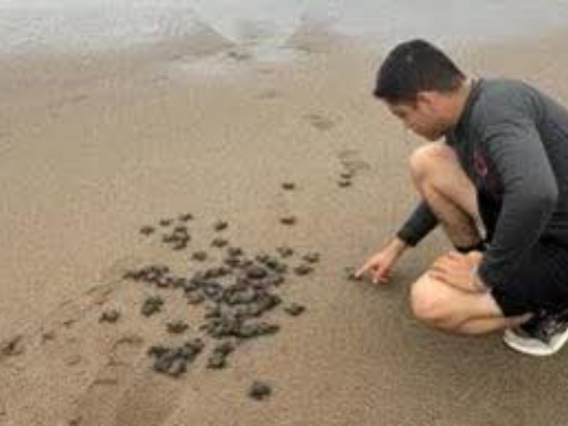 Protegen huevos de tortugas marinas en playas de Compostela