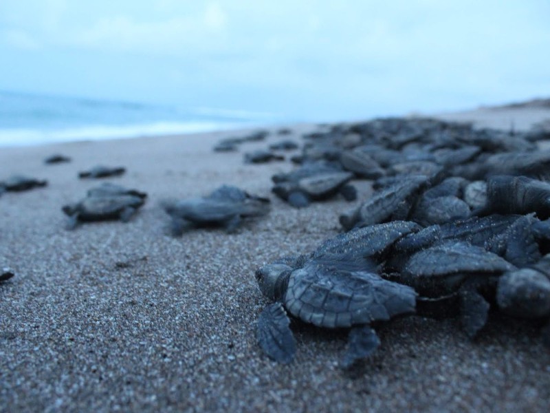 Protegen mas de 380 nidos de tortugas en el Totonacapan