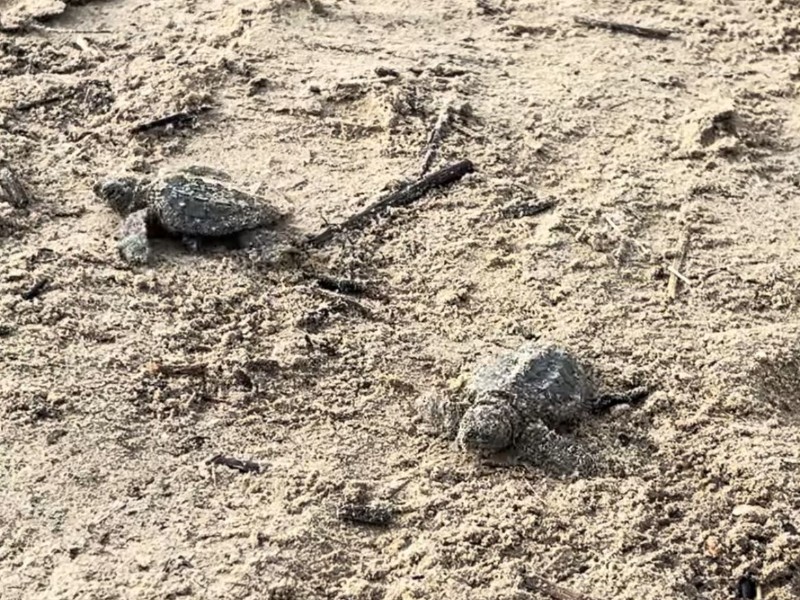 Protegieron tortugas ante presencia de hidrocarburo en Playas