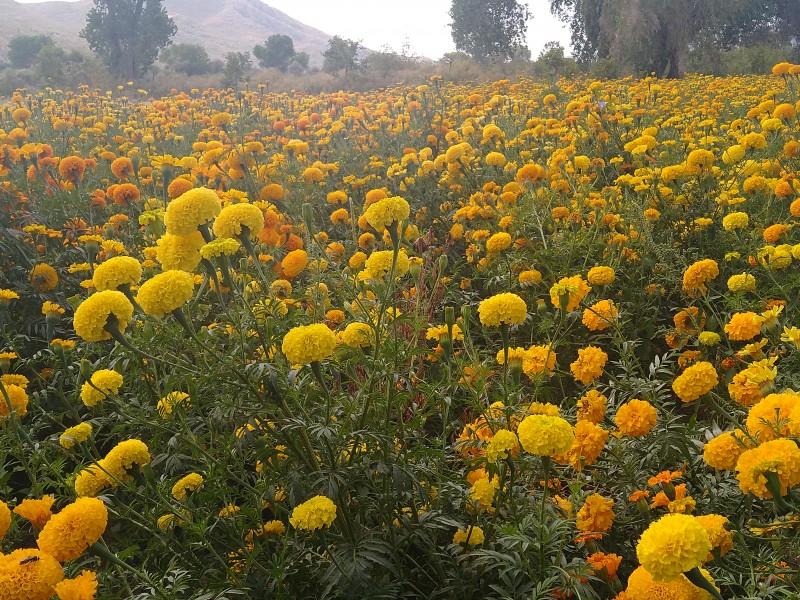 Provoca pandemia pérdidas a agricultores del norte de Sonora