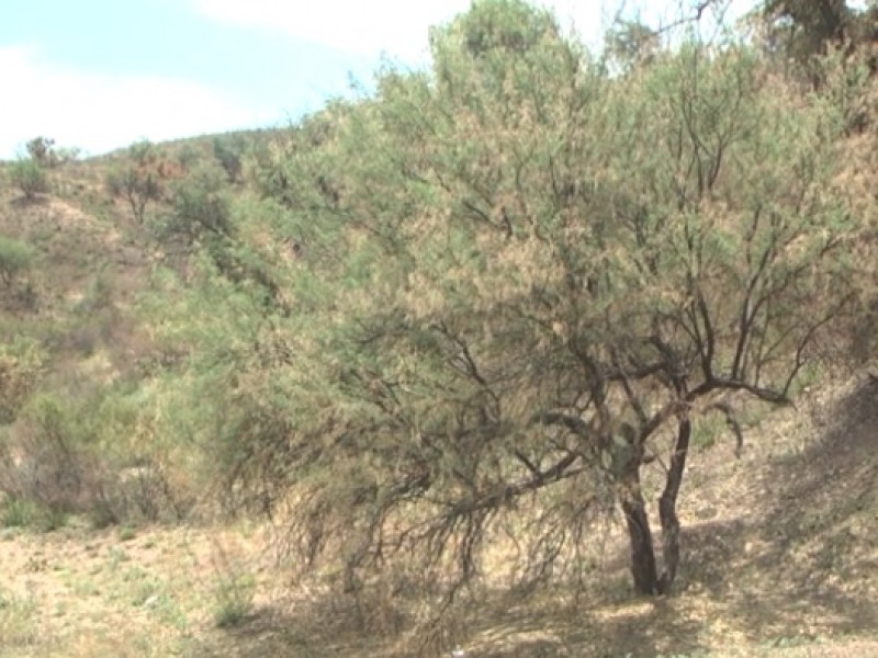 Próxima reunión de cabildo se presentará el reglamento del árbol