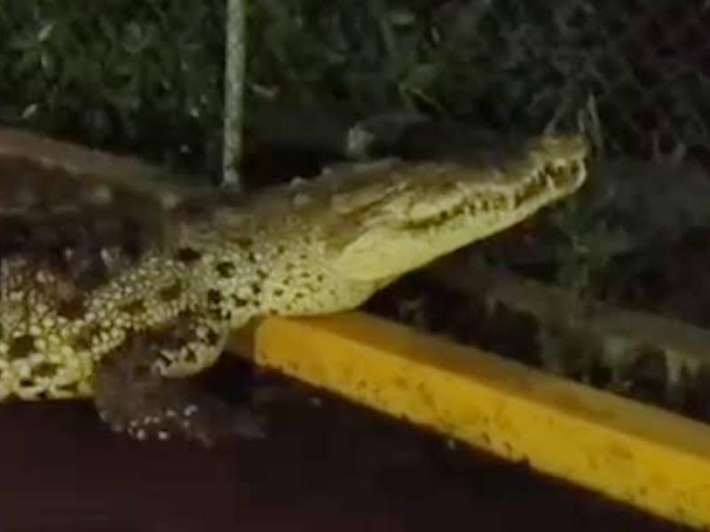 Proyectan cocodrilario en Lázaro Cárdenas para reducir riesgos a la población