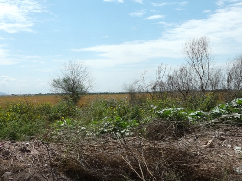 Proyectan construcción de corralón en Cajeme