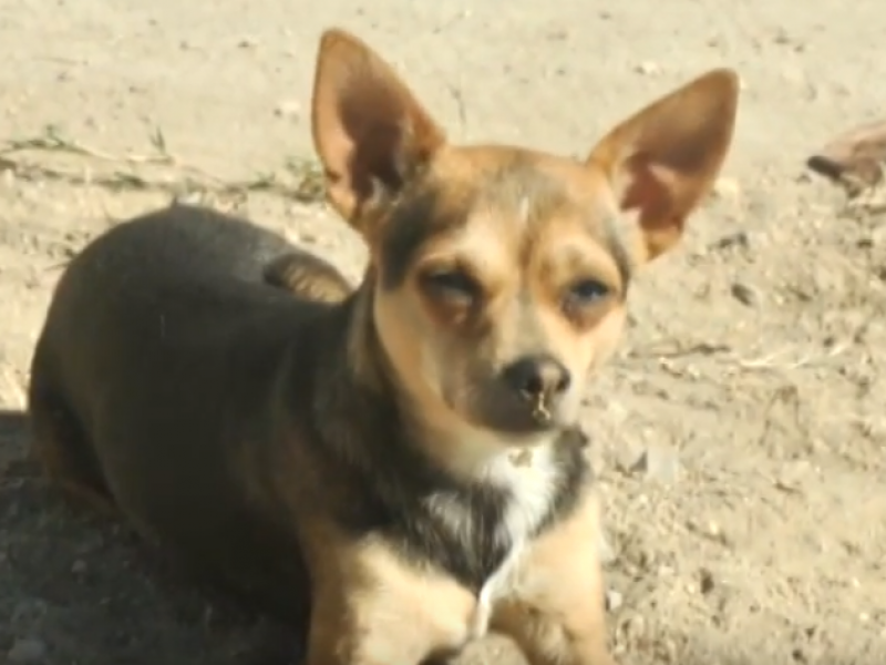 Proyectan construcción de un hospital público para mascotas