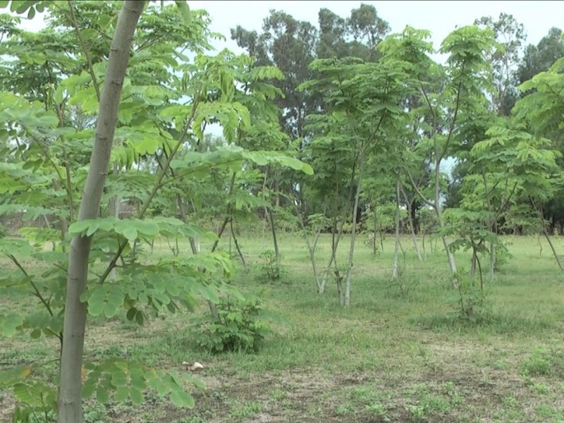 Proyectan plantar más de 6 mil árboles