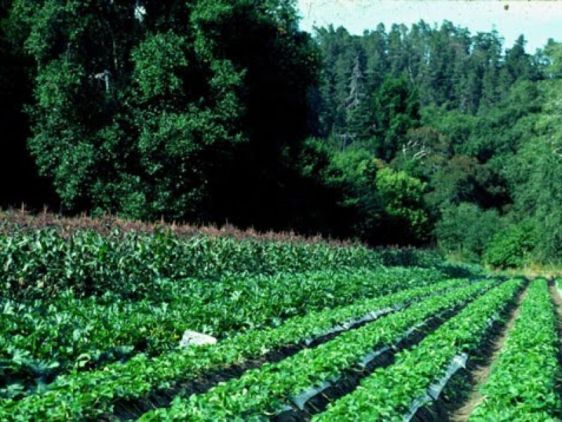 Proyecto de agroecosistemas en marcha