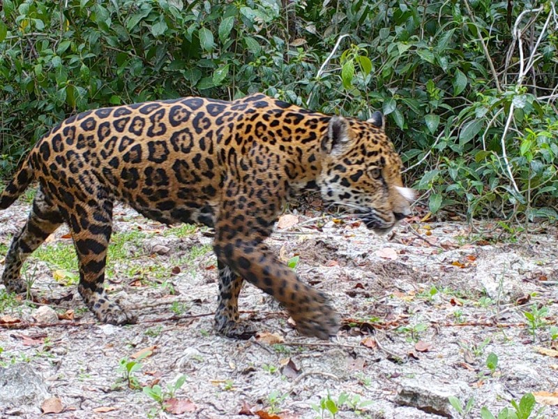 Proyecto de IA identifica jaguares en reserva natural de Yucatán