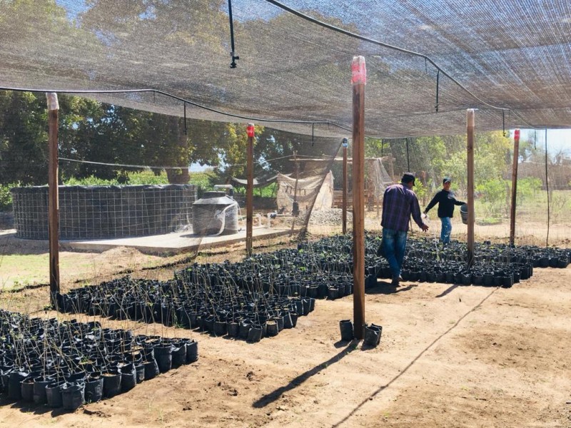 Proyecto Sembrando Vida da empleo a campesinos de la región