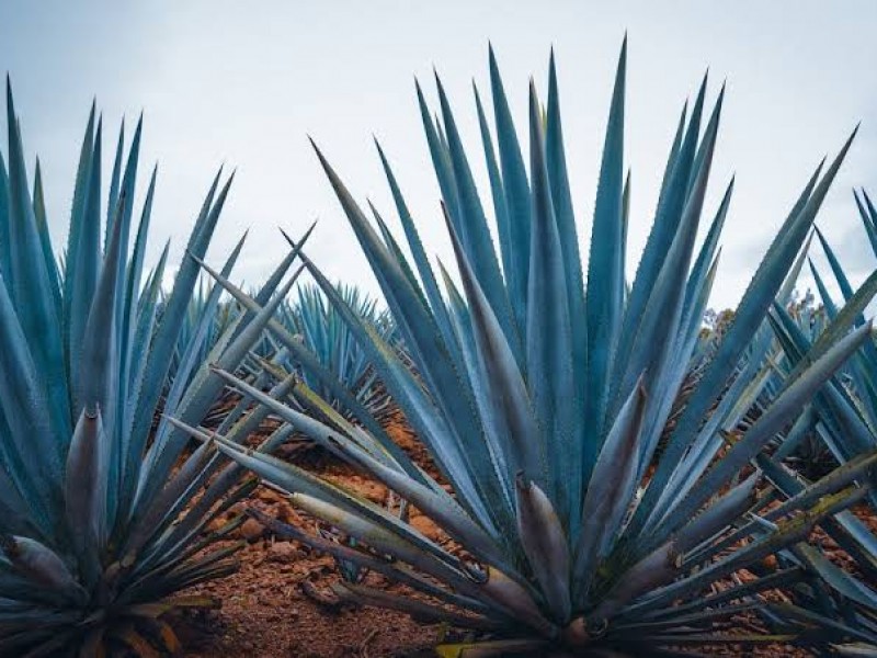 Prueban derivado del agave para fabricar compresas