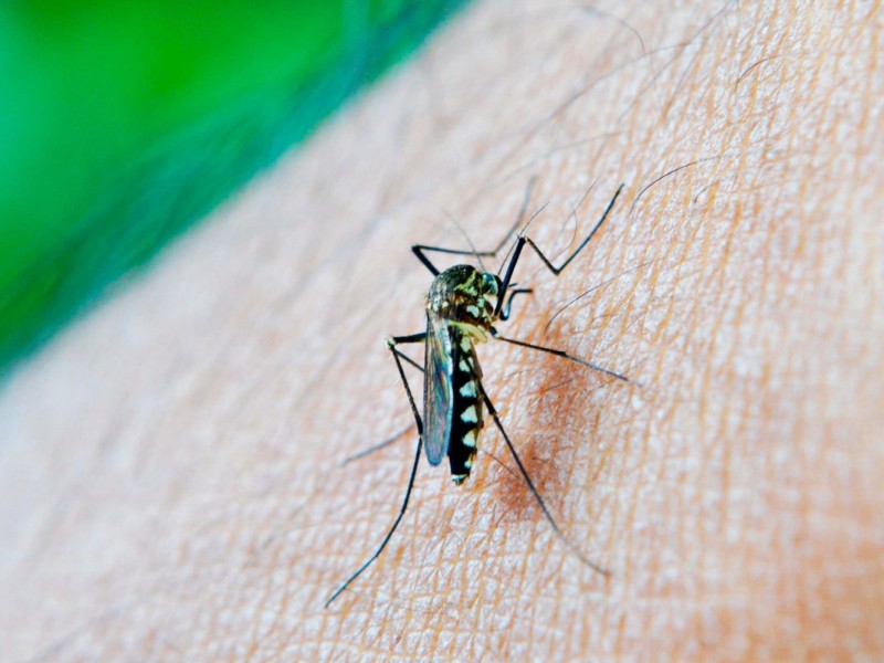 Puebla a punto de alcanzar 3 mil contagios de dengue