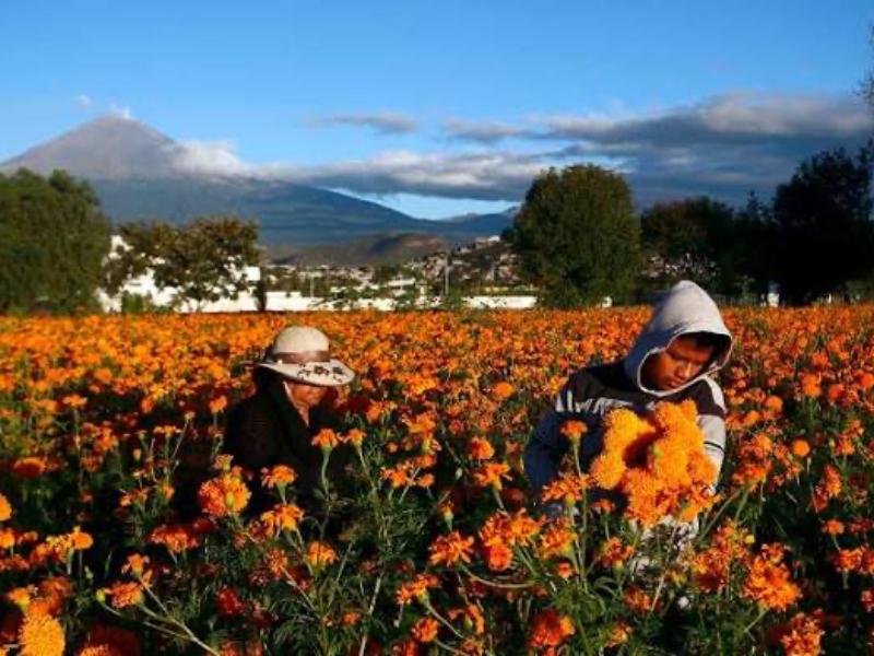 Puebla alista producción de cempasúchil para la temporada de Día de Muertos