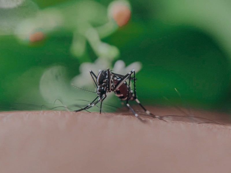 Puebla está por alcanzar 2 mil 300 casos de dengue