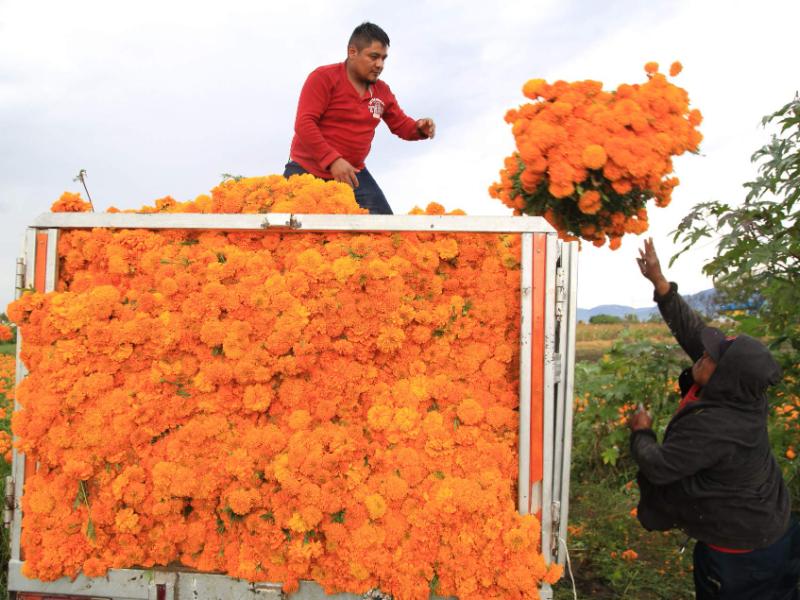 Puebla florece; lidera producción de cempasúchil y llena de color ofrendas