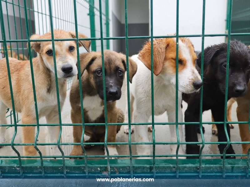 Puebla refuerza el combate al maltrato animal: rescate, centros nuevos y denuncias