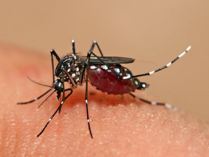 Puebla registra aumento en casos de dengue