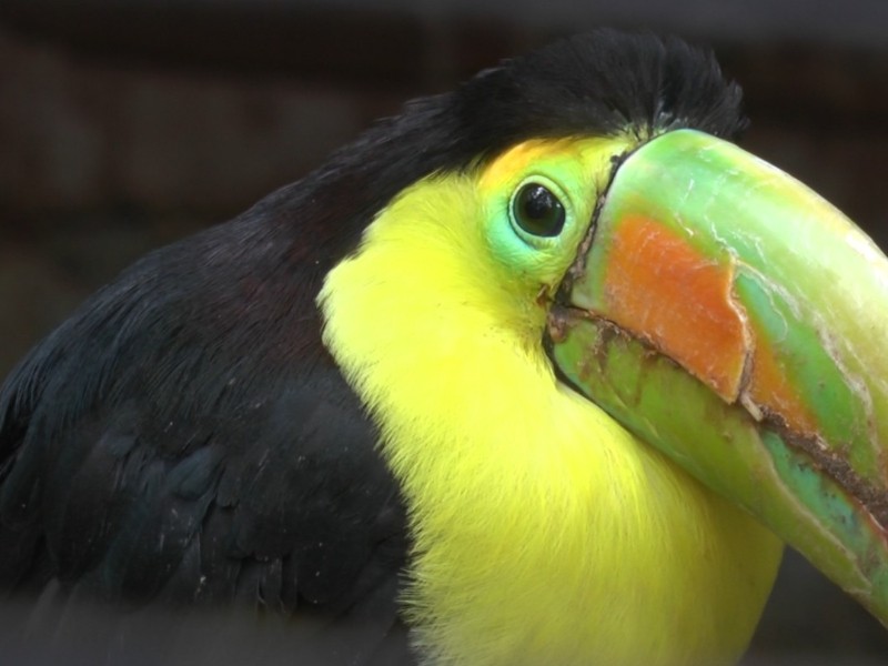 Pueden detectar tráfico de animales con algoritmos de redes sociales