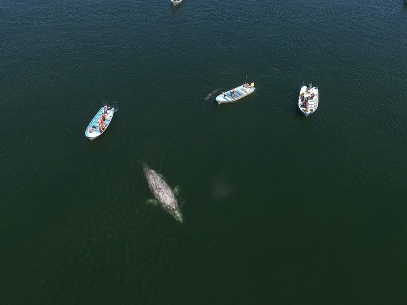 Puerto Adolfo Lopez Mateos, lugar para el avistamiento de ballenas