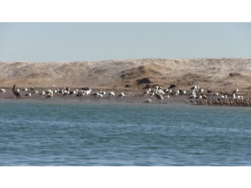 Puerto Chale es un santuario natural aves migratorias