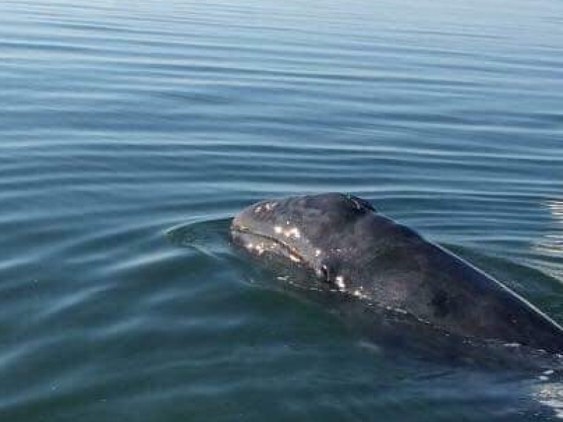 Puerto Chale un nuevo punto avistamiento de ballena