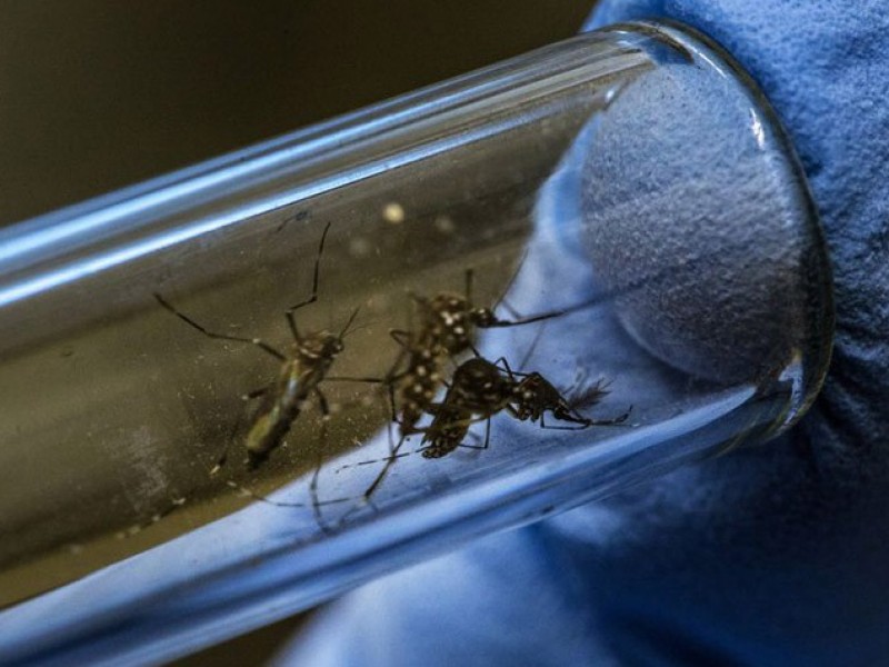 Puerto Vallarta encabeza lista en casos de dengue