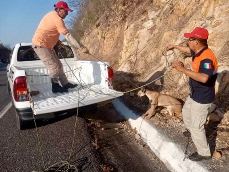 Puma atropellado es rescatado en La Unión