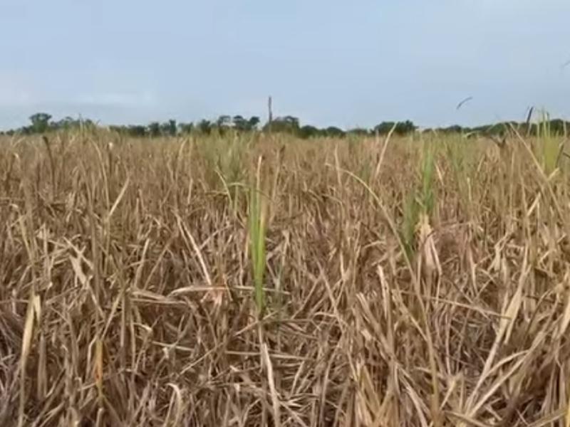 Pérdidas millonarias por sequía en la siembra de caña