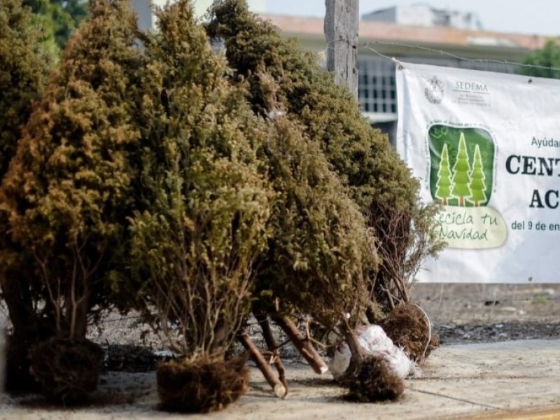 ¿Qué hacer con el pino de navidad?