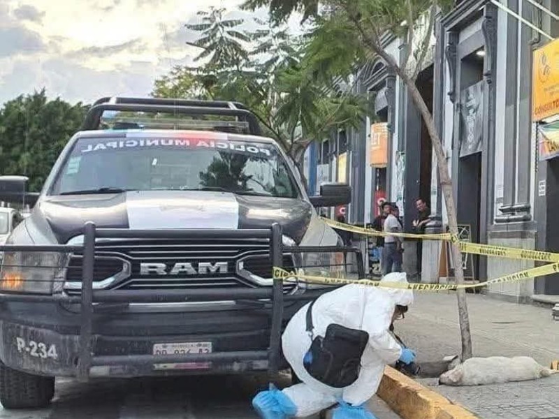 ¿Qué hacer si atropelle a una mascota sin intención?