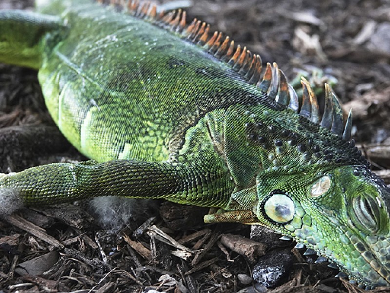 ¿Qué hacer si ves una iguana “congelada” ?