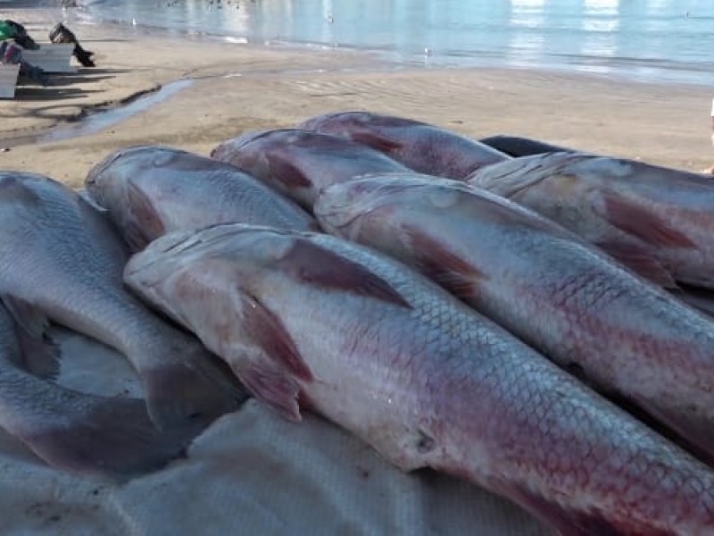 Que les fue bien a los vendedore de pescado