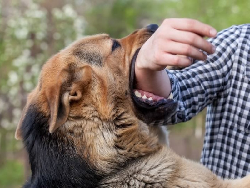 ¿Qué pasa si eres mordido por un animal con rabia?