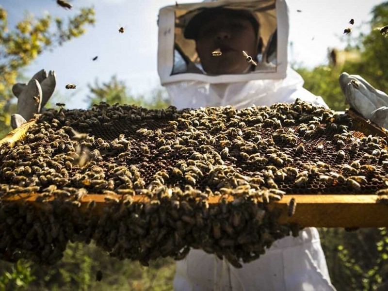 ¿Qué pasaría si desaparecen las abejas?