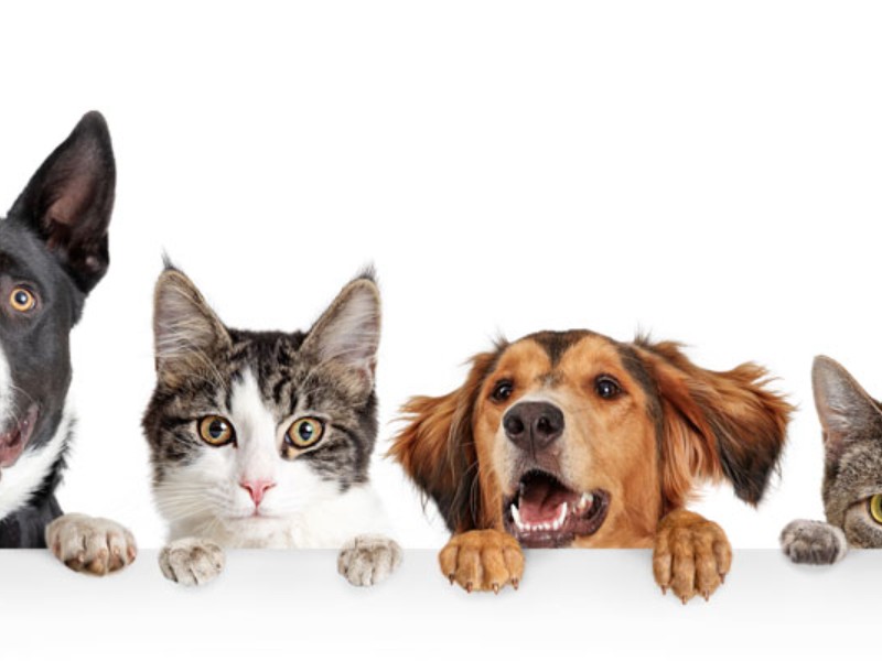 Qué pasaría si: Desaparecieran los perros y gatos