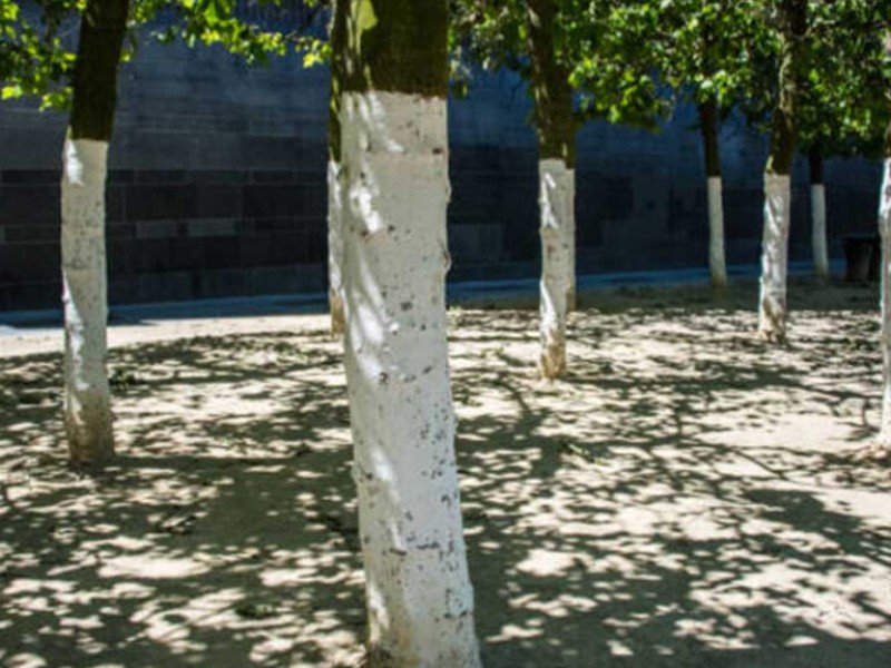 ¡Que siempre si! Reforman ley para permitir encalar árboles en Puebla