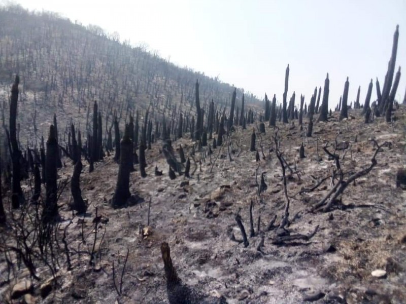 Queda sofocado el incendio forestal en Tlacotepec