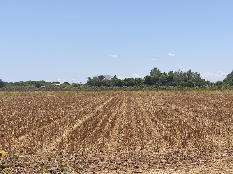 Quema de Soca, práctica agrícola arraigada en la región