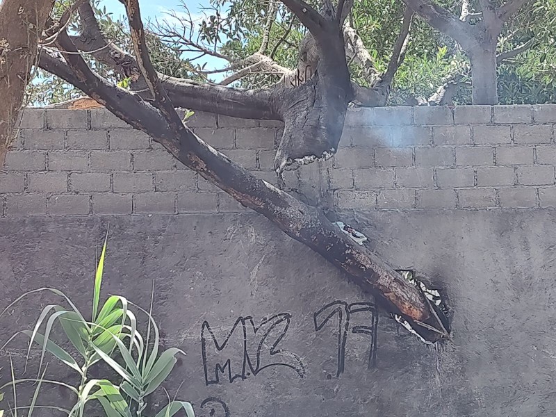 Queman basura y árbol, en Camino Viejo a San Diego