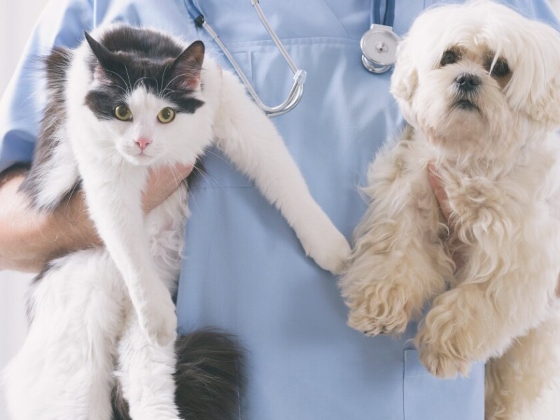 Querétaro busca frenar el sacrificio de animales con esterilización masiva