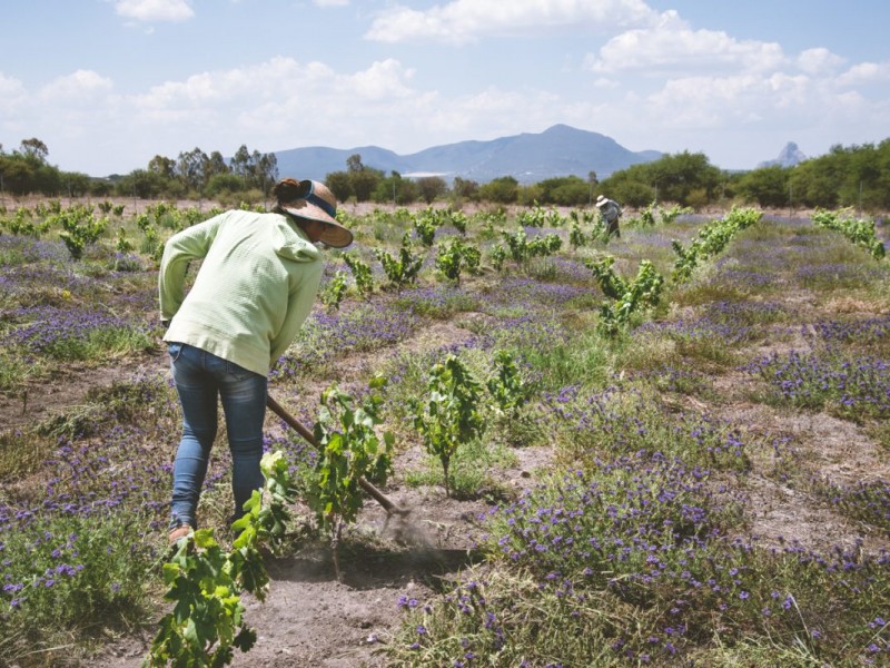 QUERÉTARO ES DEFICITARIO EN UVAS