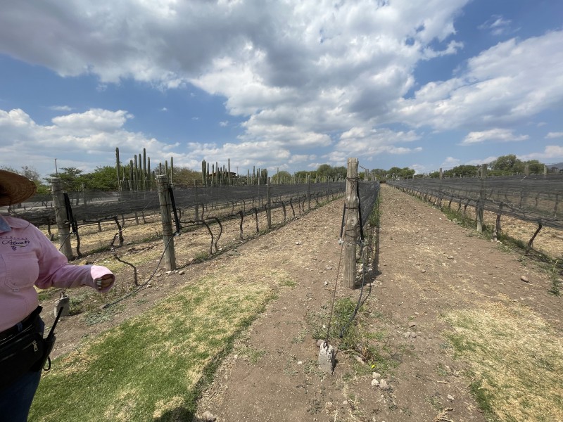 Querétaro gran productor y exportador de vinos