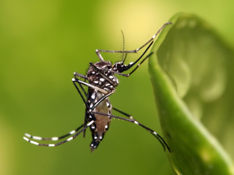 Querétaro refuerza acciones preventivas ante incremento de casos de dengue