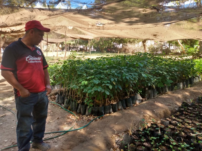 ¿Quieres plantar un árbol o más? acude al vivero