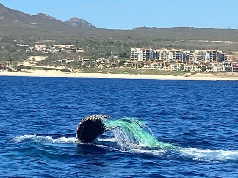 Raben continúa realizando desenmalles de ballenas en costas cabeñas