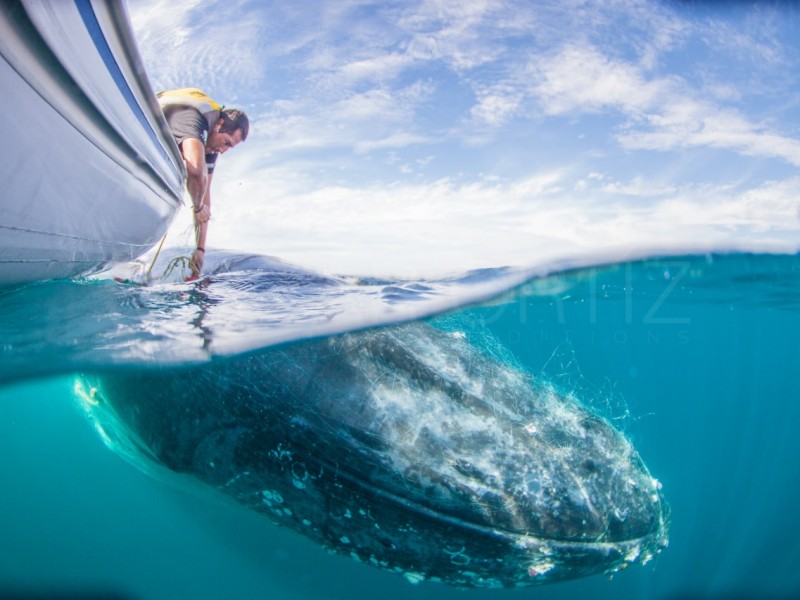 Raben; red que protege a ballenas enmalladas