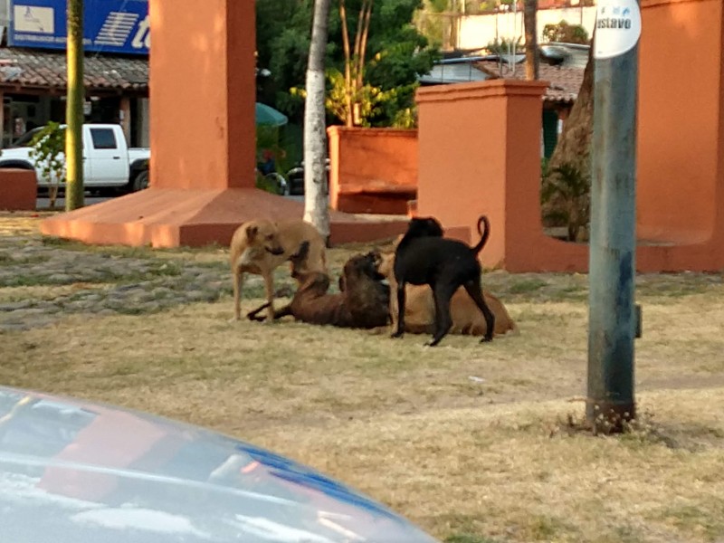 Rabia está controlada en Zihuatanejo; 3 mil mascotas vacunadas