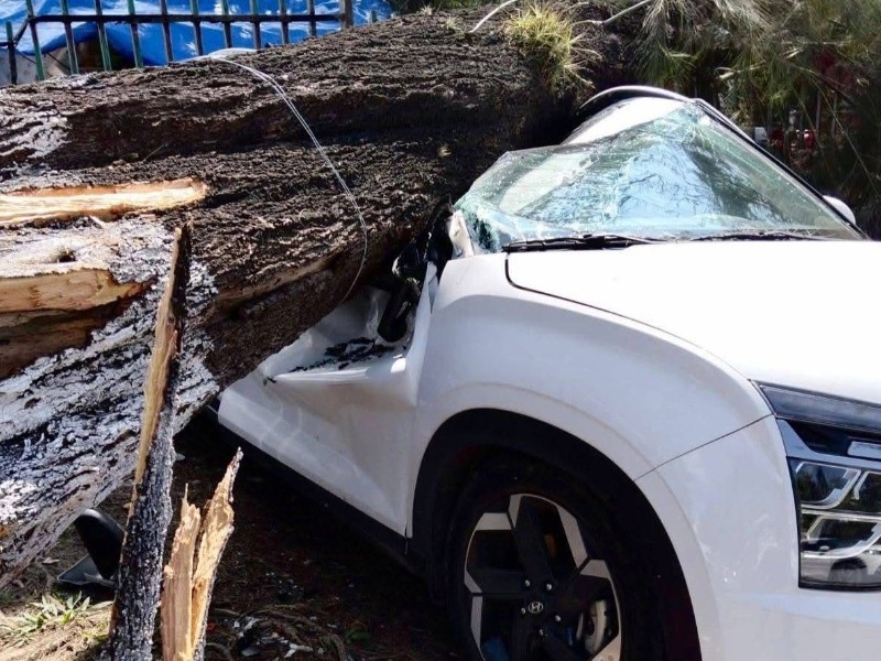 Rachas de viento derriban tres árboles en Xalapa Rachas de viento derriban tres árboles en Xalapa